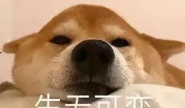 一个狗狗最新爆料图片表情包,萌态可掬，笑翻网友